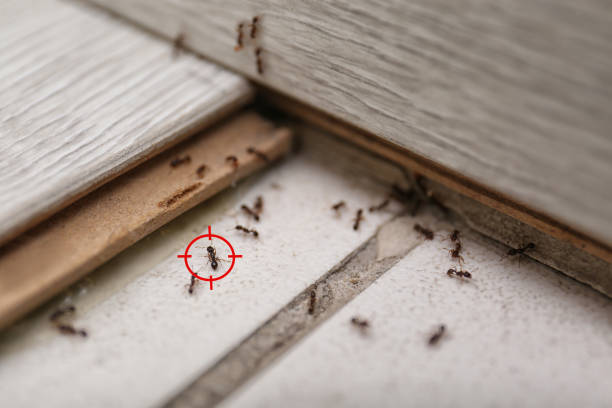 Best Cockroach Control Services  in Cochran, GA